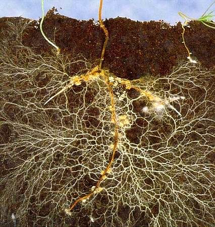 mycorrhizae माईकोराईजा