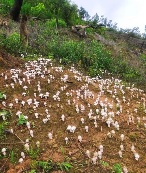 field filled with natural edible mushrooms kuki hills